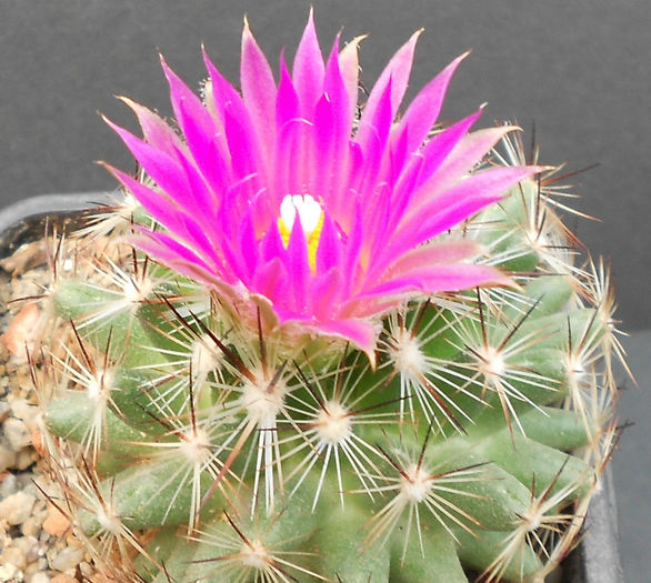 coryphantha vivipara - b-cactusi infloriti