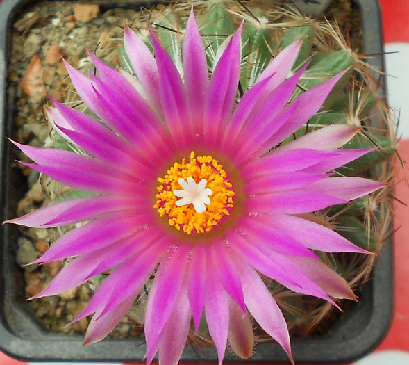 coryphantha vivipara - b-cactusi infloriti