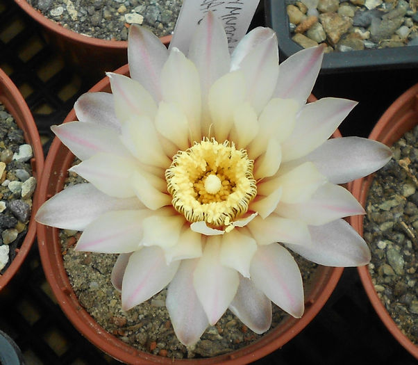 gymnocalycium - b-cactusi infloriti