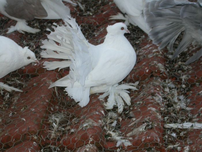 DSCN2270 - VOLTATI INDIENI  MATCA 2014