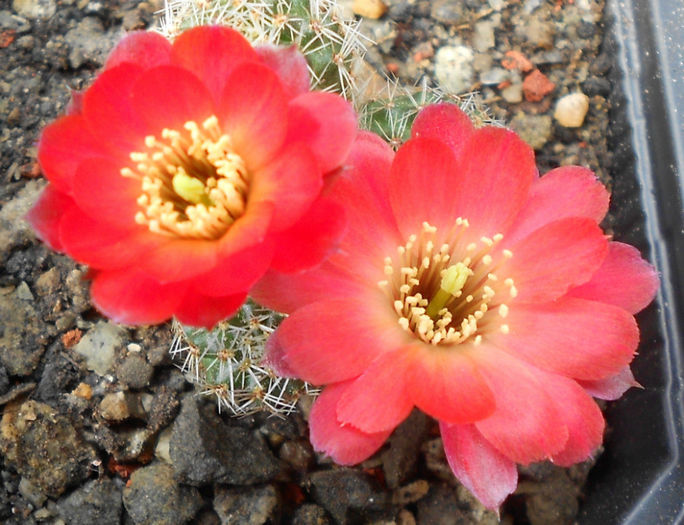 rebutia gibulossa