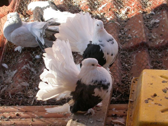 DSCN2436 - VOLTATI INDIENI  MATCA 2014