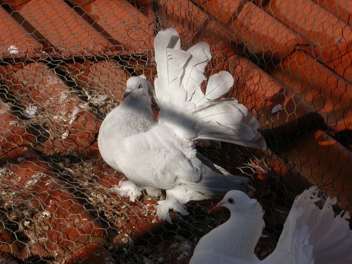 DSCN2441 - VOLTATI INDIENI  MATCA 2014