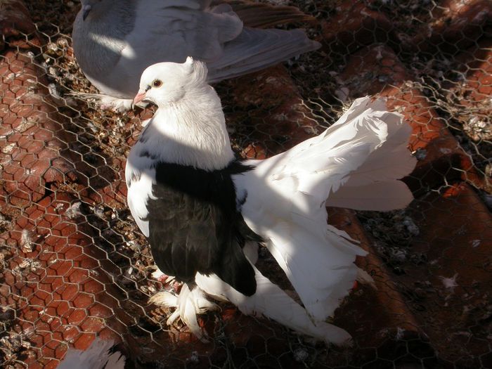 DSCN2442 - VOLTATI INDIENI  MATCA 2014