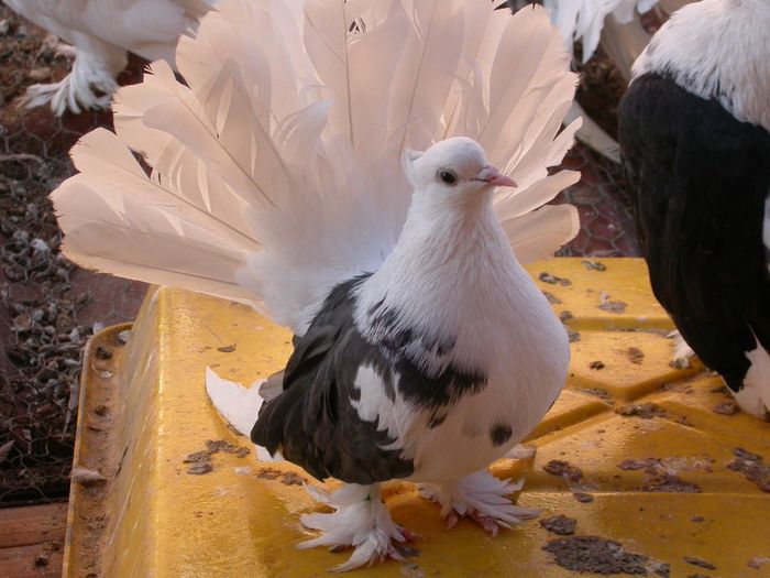 DSCN2444 - VOLTATI INDIENI  MATCA 2014