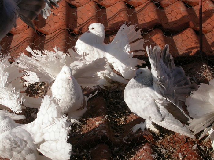 DSCN2447 - VOLTATI INDIENI  MATCA 2014