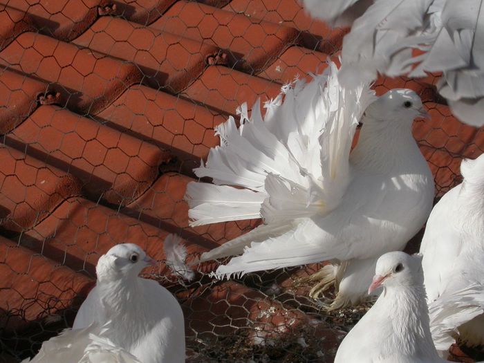 DSCN2472 - VOLTATI INDIENI  MATCA 2014