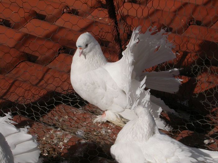 DSCN2462 - VOLTATI INDIENI  MATCA 2014