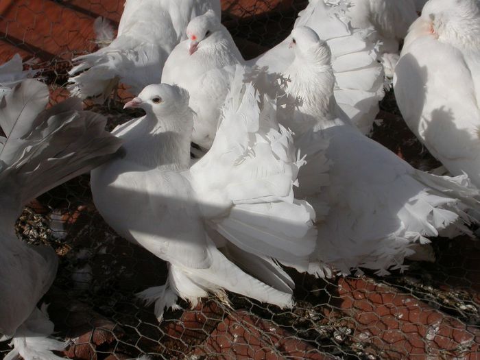 DSCN2467 - VOLTATI INDIENI  MATCA 2014