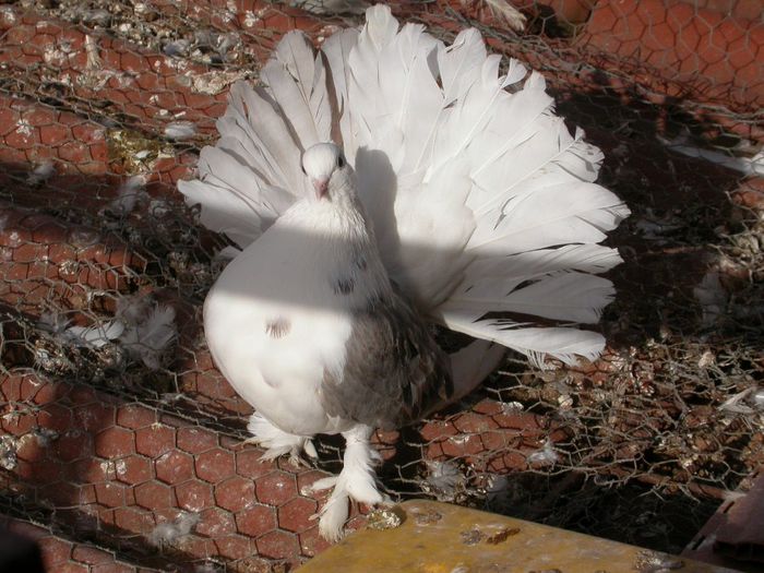 DSCN2469 - VOLTATI INDIENI  MATCA 2014