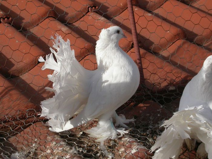 DSCN2473 - VOLTATI INDIENI  MATCA 2014