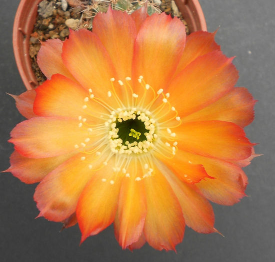 lobivia - b-cactusi infloriti