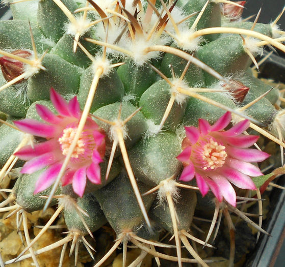 mammillaria magnimamma