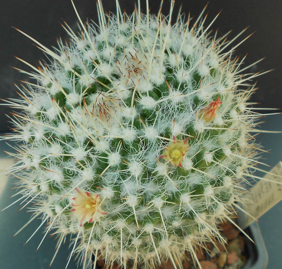 mamm. nejapensis - b-cactusi infloriti