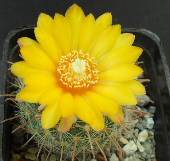 parodia aureispina - b-cactusi infloriti