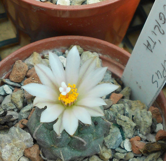 turbinicarpus ssp negrita - b-cactusi infloriti