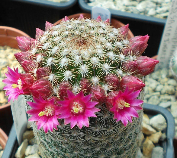 mammillaria matudae - b-cactusi infloriti