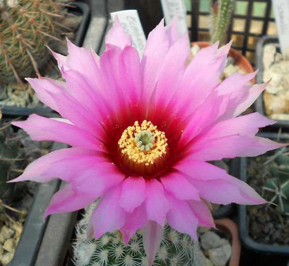 echinocereus - b-cactusi infloriti