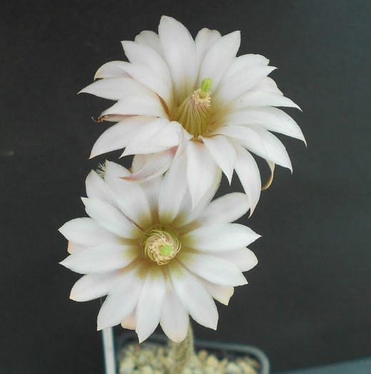 wilcoxia albiflora(leucantha)