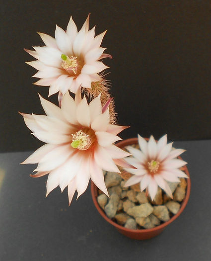 wilcoxia leucantha(albiflora)