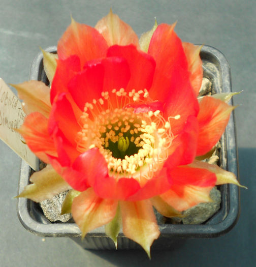 lobivia sublimiflora