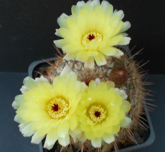 notocactus schlosseri - b-cactusi infloriti