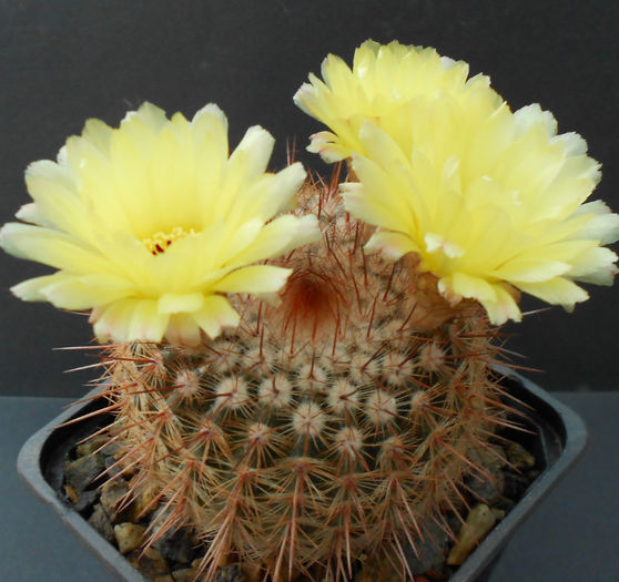 notocactus schlosseri