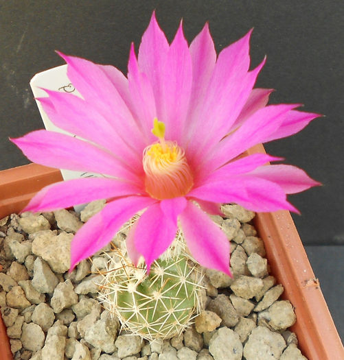 echinocereus palmerii