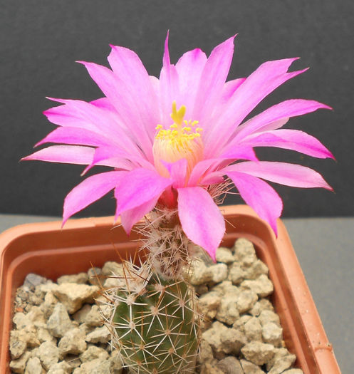 echinocereus palmerii