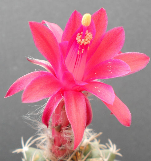 matucana paucicostata