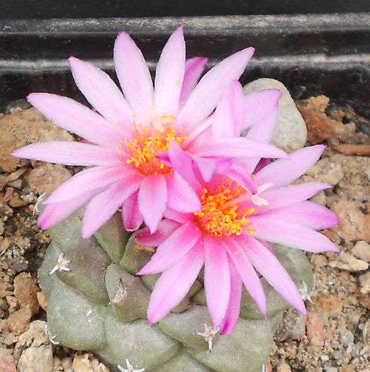 turbinicarpus alonsoi