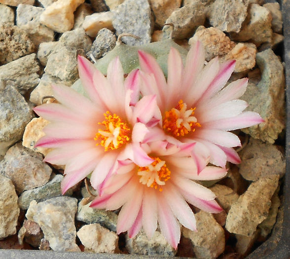 turbinicarpus macrochele v screvispinus