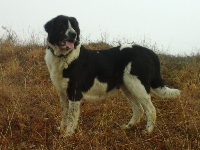 20140105_140827 - CORA - Ciobanesc de bucovina
