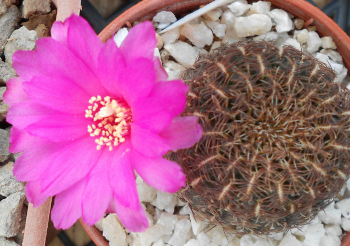 sulcorebutia swobodae