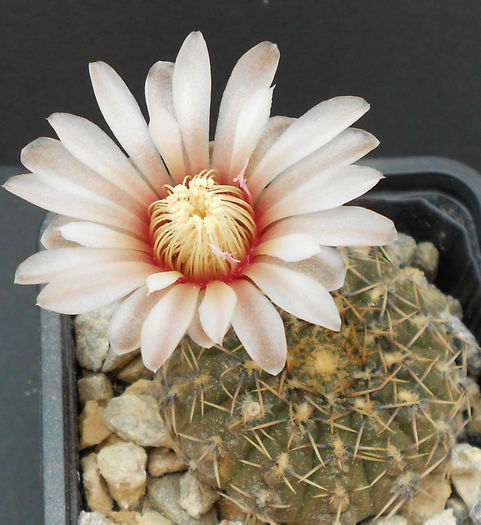 gymnocalycium erinaceum