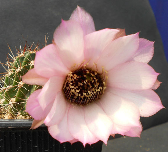 lobivia jajoiana v anemone