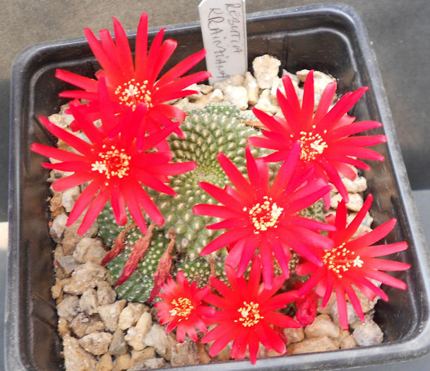 rebutia krainziana