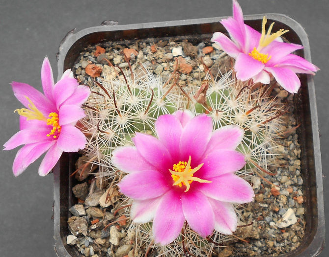 mamm. insularis - b-cactusi infloriti