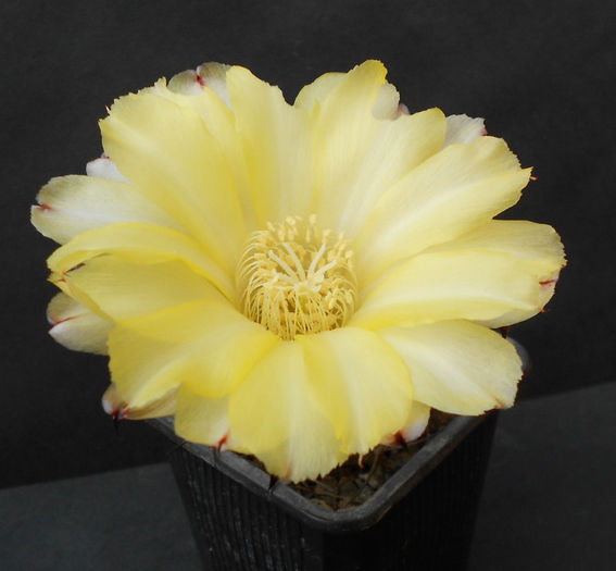 acanthocalycium glaucum - b-cactusi infloriti