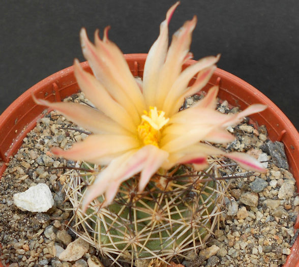 coryphantha - b-cactusi infloriti