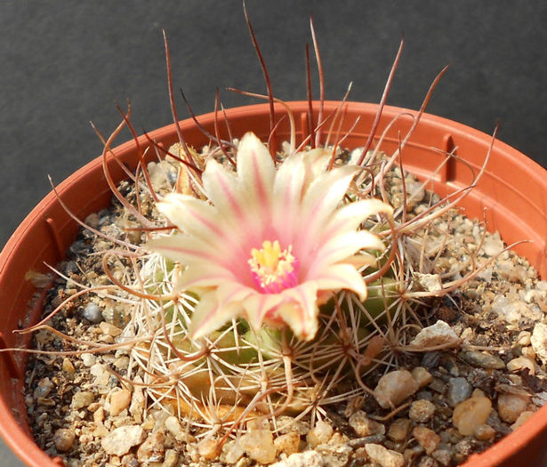 mammillaria johnstonii