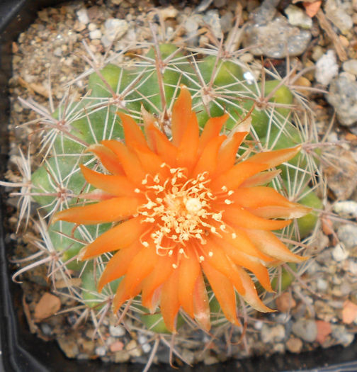 parodia tafiensis