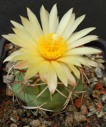coryphantha scheerii robustispina - b-cactusi infloriti