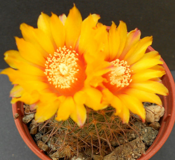 parodia aureispina