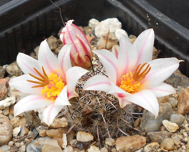 mammillaria goodrichii