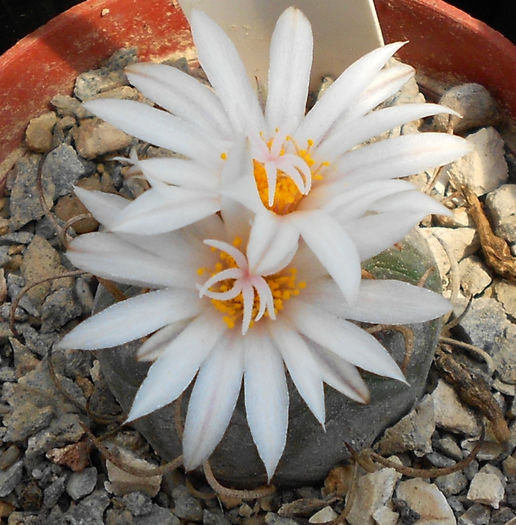 turbinicarpus polaskii - b-cactusi infloriti