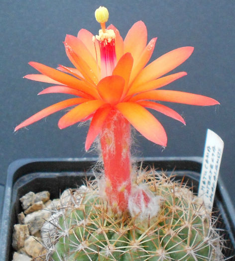 matucana intertexta v huagalensis