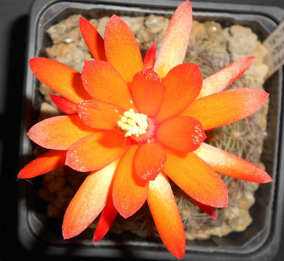 matucana intertexta v huagalensis