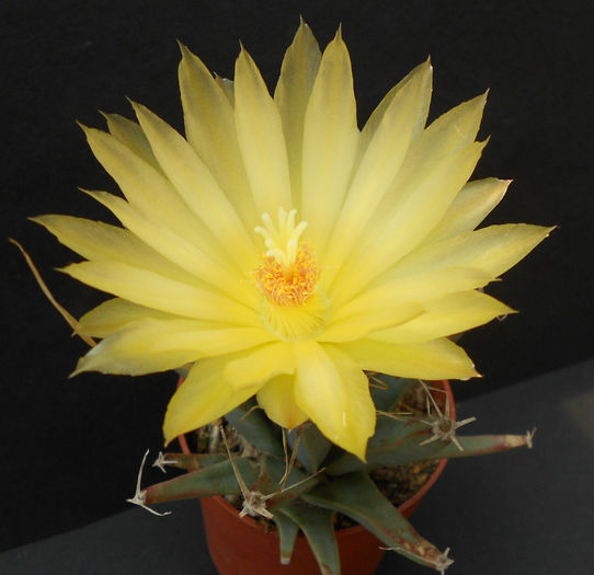 leuchtenbergia principis