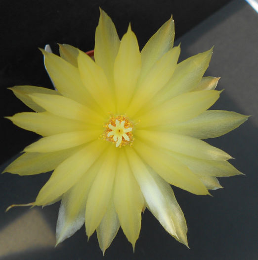 leuchtenbergia principis